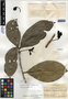 Amphitecna latifolia (Mill.) A. H. Gentry, Guatemala, H. Johnson 1106, F
